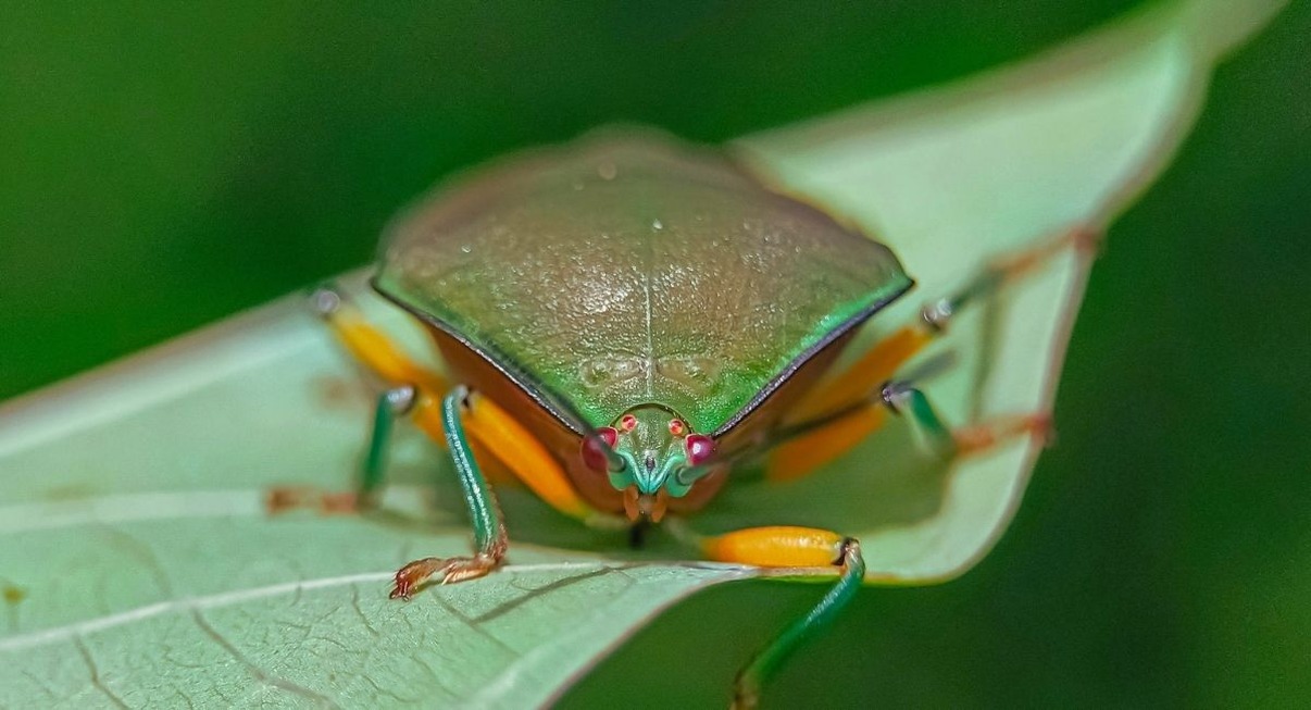 Punaise verte en gros plan posée sur une feuille